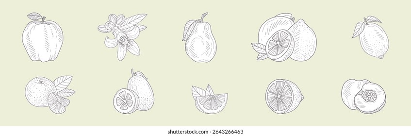 Conjunto de vetor de colheita de frutas desenhadas à mão e jardim suculento fresco