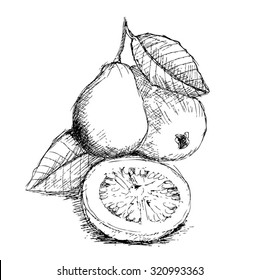 3,468 Guava Fruit Drawing Images, Stock Photos & Vectors | Shutterstock