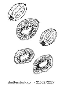 Hand drawn fruit kiwi, slice and piece. Exotic fruit. Vetor, Illustration.