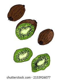 Hand drawn fruit kiwi, slice and piece. Exotic fruit. Vetor, Illustration.