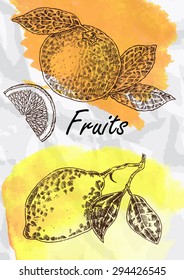 Hand drawn fruit. Lemon and orange fruits vector illustration. Eco food