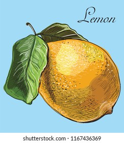 Hand drawn fruit- lemon. Vector colorful illustration isolated on blue background.
