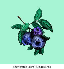 hand drawn fruit summer concept
