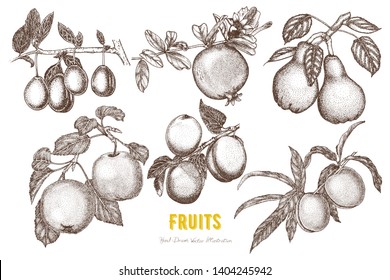 Hand drawn fruit trees branches set. Botanical elements with fruits and leaves. Plum, pomegranate, pear, apricot, peach, apple vector illustrations. Plants collection of vintage style.
