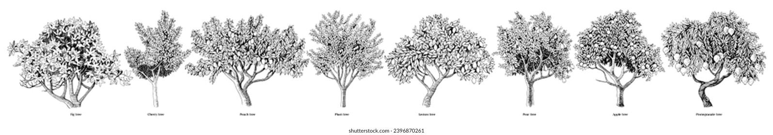 Hand drawn fruit trees collection