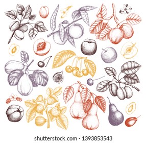 Hand drawn Fruit Trees Set. Cherry, plum, peach, apple, apricot, fig, quince, pear sketches. With branches,  flowers and fruits. Vector plants outlines. Hand drawn botanical illustration in color. 