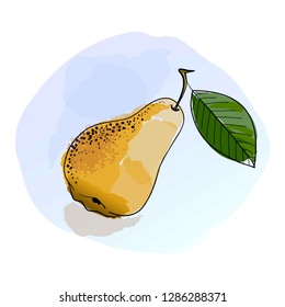 Hand drawn fruit. Vector watercolor pear. 