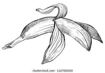 Hand drawn fruit-banana. Vector monochrome illustration isolated on white background.