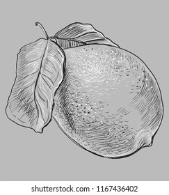 Hand drawn fruit-lemon. Vector monochrome illustration isolated on white background.