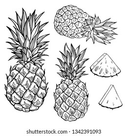 Hand drawn fruits on white background. Pineapple. Vector sketch  illustration.