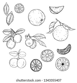 Hand drawn fruits on white background. Orange and lime.  Vector sketch  illustration.