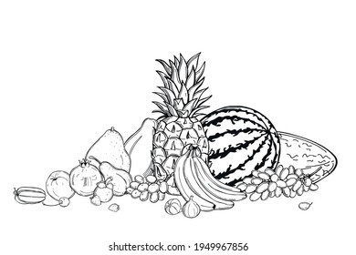 Hand drawn  fruits on white background.Vector sketch  illustration.