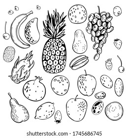 Hand drawn fruits. Vector sketch  illustration.