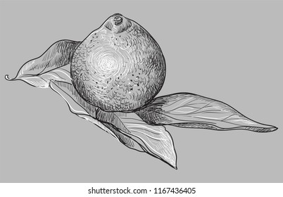Hand drawn fruit-tangerine. Vector monochrome illustration isolated on grey background.