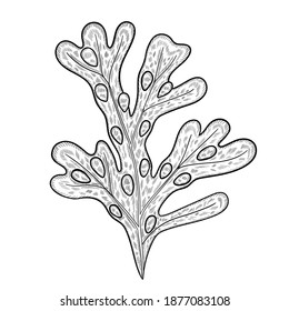 Hand drawn fucus algae isolated on white background. Fucus seaweed, sea grapes. Brown algae. Edible seaweed. Superfood object. Organic healthy food sketch