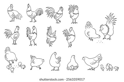 Hand drawn full body of chicken hen and rooster, domestic chicken illustration