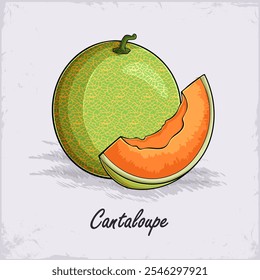 Hand drawn full and sliced sweet aromatic greenish cantaloupe melon with orange interior and seeds