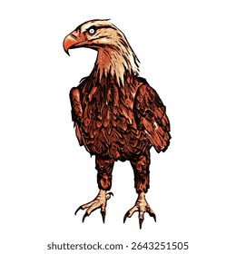Hand drawn full-body bald eagle illustration standing with intense gaze.