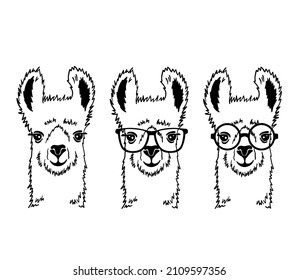 Hand drawn funny portrait of llama with glasses. Black and white line drawing alpaca animal . Cute outline vector illustration isolated on white background.