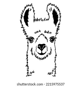 Hand drawn funny portrait of llama. Black and white drawing alpaca animal. Cute outline vector illustration isolated on white background.