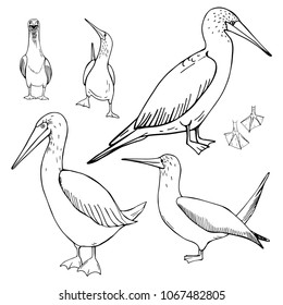 Hand drawn gannet. Vector sketch illustration