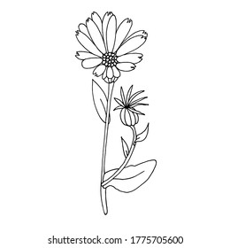 
Hand drawn garden calendula. Black and white vector image. Idea for children's creativity, decor. Isolated on a white background.
