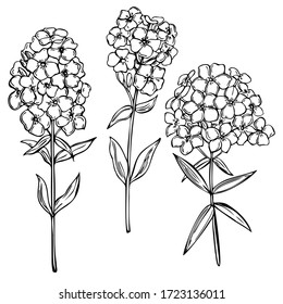 Hand drawn garden flowers on white background. Phlox Flowers. Vector sketch  illustration.