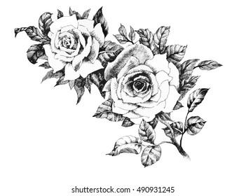 Hand drawn garden rose flower isolated on white background vector