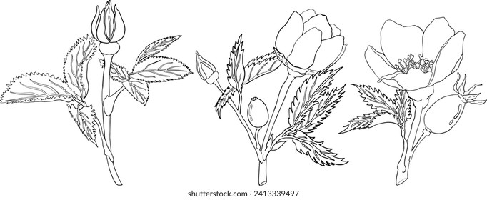 Hand drawn garden wild rose, rosehip, dog rose, sweetbriar vector, coloring pages illustration. Outline linear hand drawn floral design element.