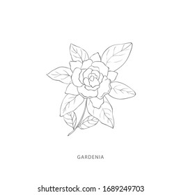 Hand drawn gardenia flower.Plant design elements. Botanical logo.