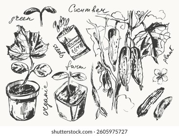 Hand drawn gardening set. Garden cucumber seedlings and plant, seed packs. Spring set for farming background. Agriculture and country lifestile design element set.