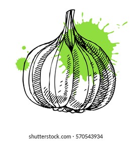 Hand drawn garlic. Can be used for vegan products, brochures, banner, restaurant menu, farmers market and organic food store