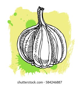 Hand drawn garlic. Can be used for vegan products, brochures, banner, restaurant menu, farmers market and organic food store