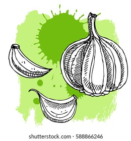 Hand drawn garlic. Can be used for vegan products, brochures, banner, restaurant menu, farmers market and organic food store
