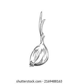 Hand drawn garlic clove with sprout, sketch vector illustration isolated on white background. Monochrome aromatic garlic with engraving. Retro vegetable element for menu design.