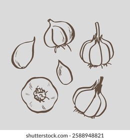 Hand drawn garlic EPS outline. Garlic plant for packaging, textile, fabric and food. Garlic set plant