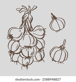 Hand drawn garlic EPS outline. Garlic plant for packaging, textile, fabric and food. Garlic set plant