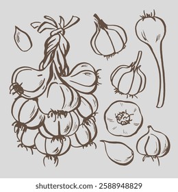 Hand drawn garlic EPS outline. Garlic plant for packaging, textile, fabric and food. Garlic set plant