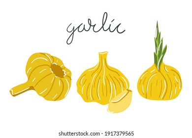 Hand drawn garlic. Flat modern illustration. 