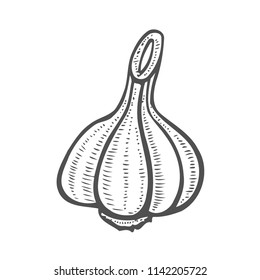 Hand drawn garlic icon. Vector badge vegetable in the old ink style for brochures, banner, restaurant menu and market