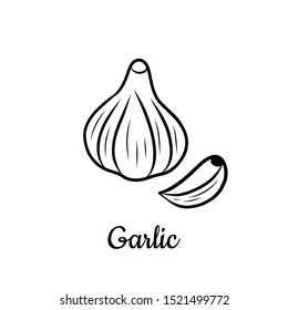 Hand drawn Garlic isolated on a white. Vegetables drawings. Vector illustration.