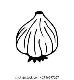 Hand drawn garlic isolated on a white background. Doodle, simple outline illustration. It can be used for decoration of textile, paper and other surfaces.