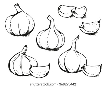 Hand drawn garlic isolated on white background, vector illustration
