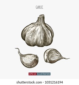 Hand drawn garlic isolated. Template for your design works. Engraved style vector illustration.