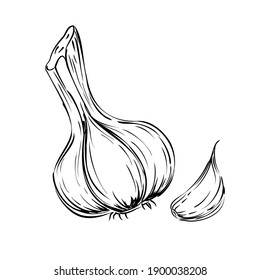 Hand drawn Garlic. Isolated vector illustration on white background.