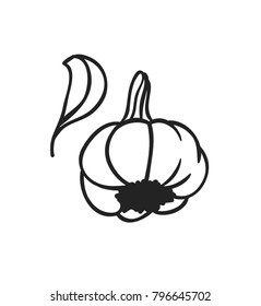 Hand drawn garlic isolated. Vector artistic drawing food. Actual illustration 
