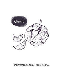 Hand drawn garlic on white background. Sketch style illustration.