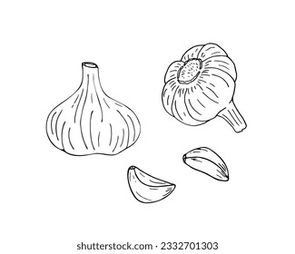 handgezeichnet, Knoblauch einzeln auf weißem Hintergrund.