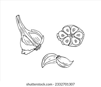 Juego de ajo dibujado a mano. Vector de dibujo de línea de ajo sobre fondo blanco