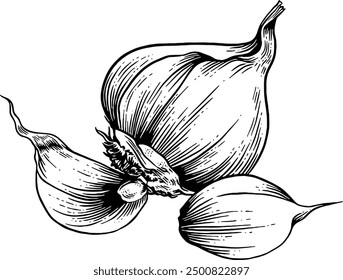 Hand drawn Garlic Sketch Illustration